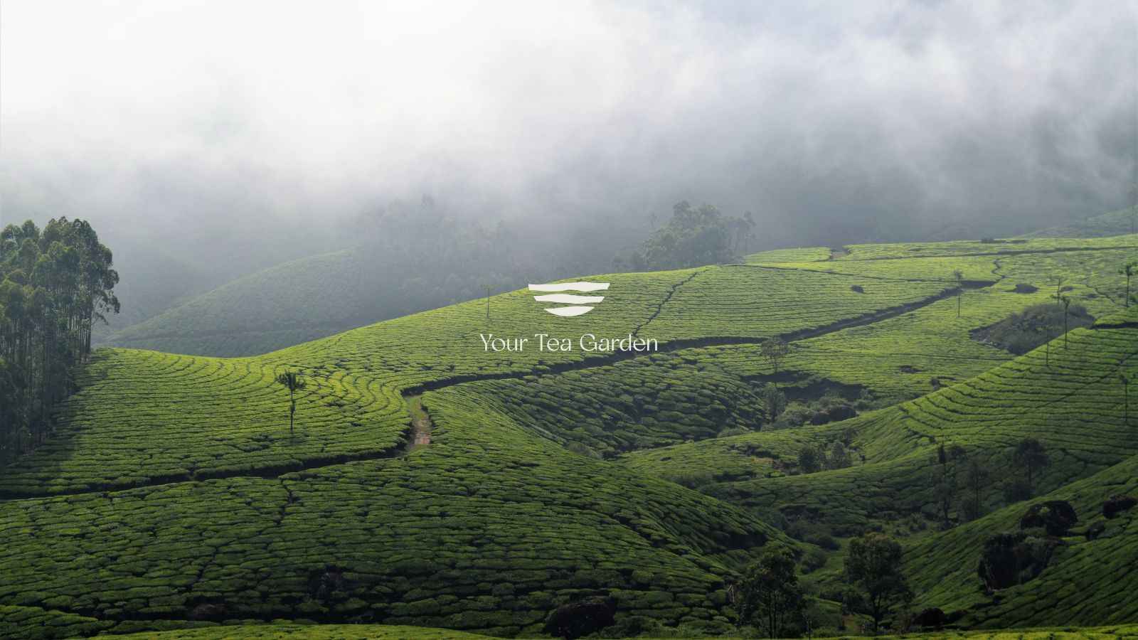 Your Tea Garden – Branding & Social Media Strategy gallery image 6